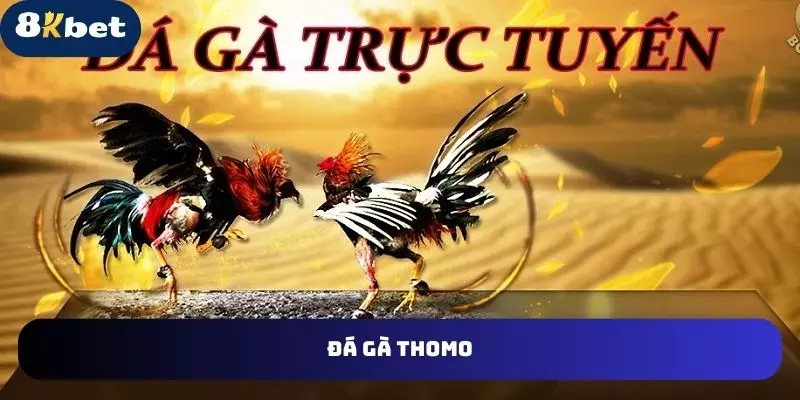 đá gà thomo tại 8kbet