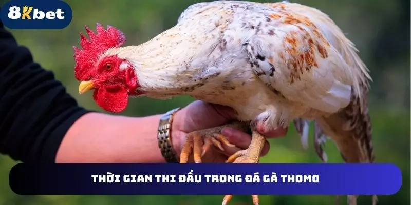 Giới thiệu nội dung về hình thức đá gà Thomo