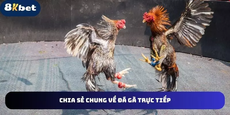 Tổng hợp các loại hình đá gà 8KBET nổi bật
