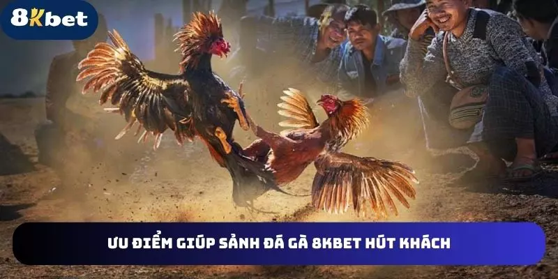 Những điểm giúp sảnh đá gà 8KBET hút khách