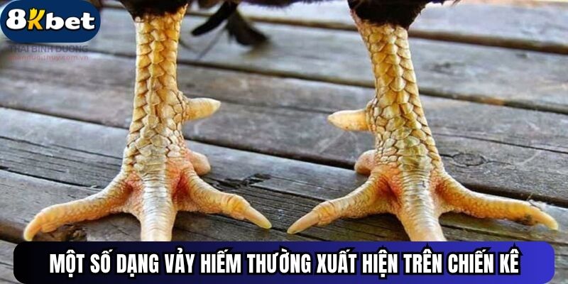 Một số dạng vảy hiếm thường xuất hiện trên chiến kê